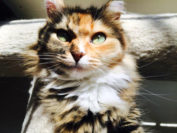 /Images/uploads/Humane Society of Utah/HSU2018/entries/3941thumb.jpg